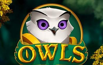 Owls